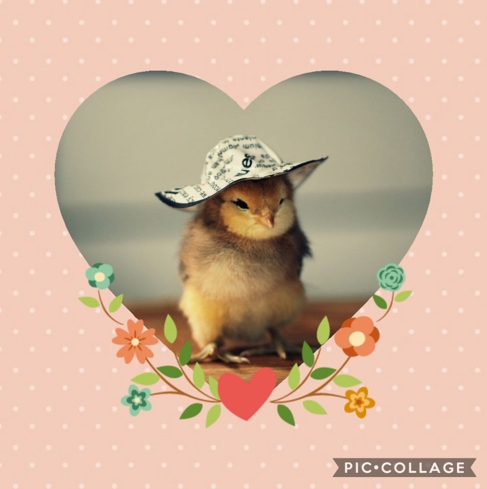 Meet your Posher, Holly